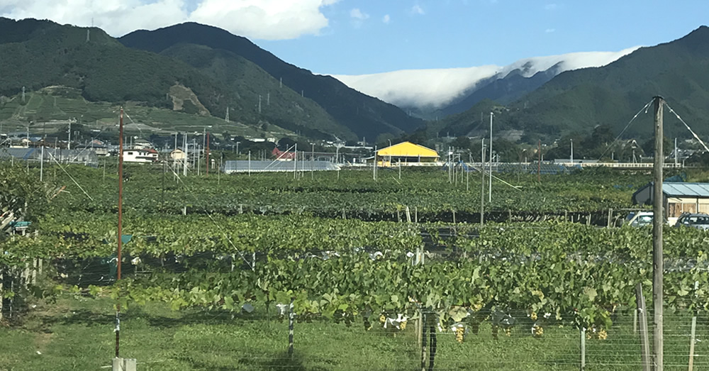 勝沼ぶどうの丘