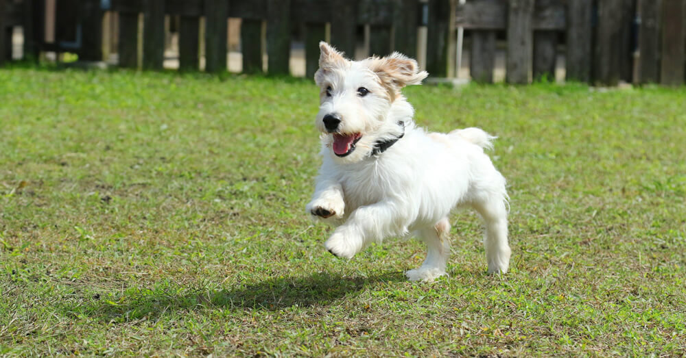 愛犬の運動スペースを注文住宅でつくる