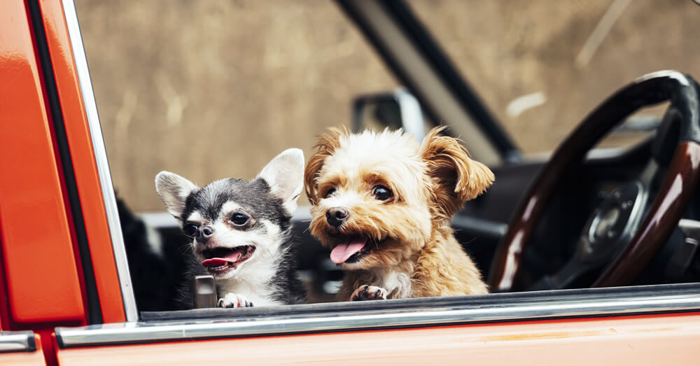 車に乗る犬の写真