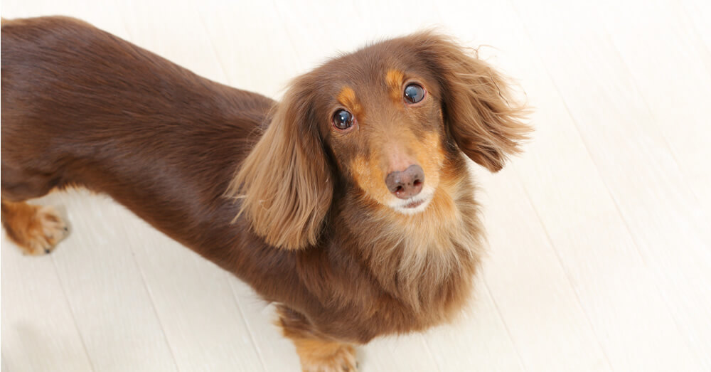 床に伏せる犬の写真