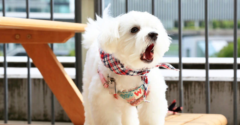 吠える犬の写真