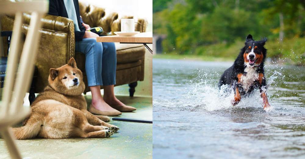 愛犬を連れていけるカフェや川で遊ぶ愛犬のイメージ