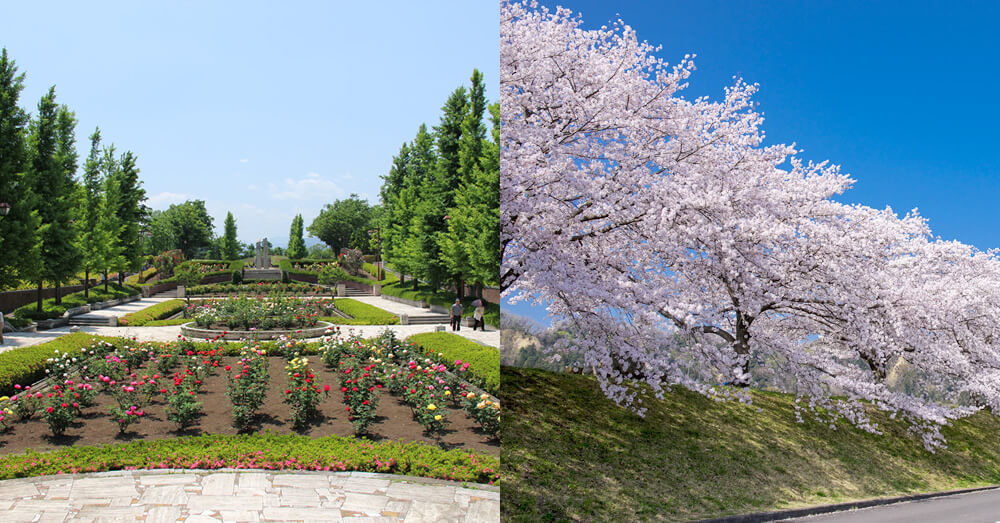 東京都あきる野市の秋留台公園／東京都羽村市の桜